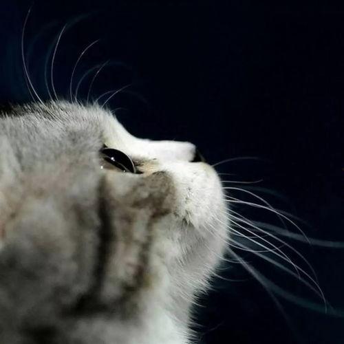 娱乐吃瓜猫金星,娱乐圈的麻辣吃瓜猫,揭秘幕后风云